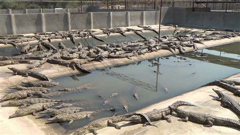 louis vuitton crocodile farm australia|crocodile farming in Australia.